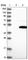 Tissue Specific Transplantation Antigen P35B antibody, HPA023361, Atlas Antibodies, Western Blot image 