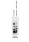HECT And RLD Domain Containing E3 Ubiquitin Protein Ligase 5 antibody, NBP1-58102, Novus Biologicals, Western Blot image 