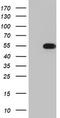 TIMELESS-interacting protein antibody, TA802939AM, Origene, Western Blot image 