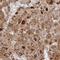 Olfactory Receptor Family 4 Subfamily C Member 15 antibody, HPA061939, Atlas Antibodies, Immunohistochemistry frozen image 