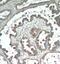 Phosphodiesterase 6A antibody, FNab06257, FineTest, Immunohistochemistry paraffin image 