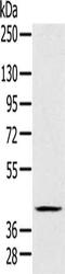 Fc Fragment Of IgM Receptor antibody, CSB-PA127416, Cusabio, Western Blot image 