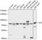 Neurofibromin 2 antibody, 15-108, ProSci, Western Blot image 