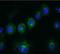 CD14 antibody, NBP1-51121, Novus Biologicals, Immunofluorescence image 