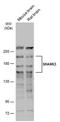 SH3 And Multiple Ankyrin Repeat Domains 3 antibody, PA5-78548, Invitrogen Antibodies, Western Blot image 