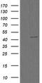 CHGA antibody, CF506143, Origene, Western Blot image 