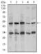 Chromogranin A antibody, GTX60690, GeneTex, Western Blot image 