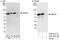 Myocyte Enhancer Factor 2D antibody, A303-521A, Bethyl Labs, Western Blot image 