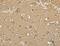 Serine Incorporator 1 antibody, MBS2517837, MyBioSource, Immunohistochemistry paraffin image 