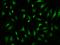Transcription initiation factor TFIID subunit 7-like antibody, 205501-T02, Sino Biological, Immunohistochemistry paraffin image 