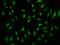 TATA-Box Binding Protein Associated Factor 7 Like antibody, 205501-T02, Sino Biological, Immunohistochemistry paraffin image 