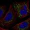 SNF2 Histone Linker PHD RING Helicase antibody, NBP2-55114, Novus Biologicals, Immunofluorescence image 