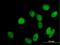 General Transcription Factor IIIC Subunit 2 antibody, H00002976-B01P, Novus Biologicals, Immunofluorescence image 