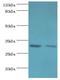 Chloride Intracellular Channel 4 antibody, LS-C375480, Lifespan Biosciences, Western Blot image 