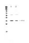 Interleukin-12 subunit alpha antibody, A00918-1, Boster Biological Technology, Western Blot image 