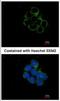 Mitogen-Activated Protein Kinase Kinase 2 antibody, NBP2-17268, Novus Biologicals, Immunocytochemistry image 