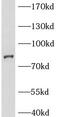 BCL2 Like 13 antibody, FNab00846, FineTest, Western Blot image 
