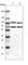 Signal Transducer And Activator Of Transcription 5A antibody, HPA027873, Atlas Antibodies, Western Blot image 