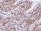 Baculoviral IAP Repeat Containing 7 antibody, 11006, QED Bioscience, Immunohistochemistry paraffin image 