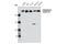 Myosin Heavy Chain 9 antibody, 3403S, Cell Signaling Technology, Western Blot image 