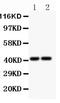 C-X-C Motif Chemokine Receptor 3 antibody, LS-C343944, Lifespan Biosciences, Western Blot image 