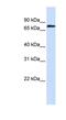 Zinc Finger Protein 714 antibody, NBP1-79431, Novus Biologicals, Western Blot image 