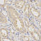 Dynactin Subunit 2 antibody, LS-C331980, Lifespan Biosciences, Immunohistochemistry frozen image 