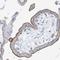 Solute Carrier Family 6 Member 12 antibody, NBP1-88641, Novus Biologicals, Immunohistochemistry frozen image 
