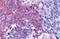 Taste 1 Receptor Member 2 antibody, NLS2007, Novus Biologicals, Immunohistochemistry paraffin image 