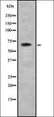 CD320 Molecule antibody, orb337706, Biorbyt, Western Blot image 