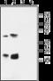 Potassium Voltage-Gated Channel Subfamily E Regulatory Subunit 4 antibody, GTX16707, GeneTex, Western Blot image 