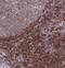 RAS Protein Activator Like 3 antibody, NBP2-30891, Novus Biologicals, Immunohistochemistry frozen image 