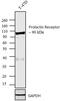 Prolactin Receptor antibody, 35-9200, Invitrogen Antibodies, Western Blot image 