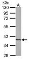 Spermatogenesis-associated protein 4 antibody, NBP2-20467, Novus Biologicals, Western Blot image 