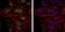 BMI1 Proto-Oncogene, Polycomb Ring Finger antibody, NBP2-22204, Novus Biologicals, Immunofluorescence image 