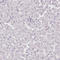 Transmembrane Protein 119 antibody, HPA052650, Atlas Antibodies, Immunohistochemistry frozen image 