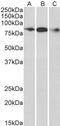 Engulfment And Cell Motility 1 antibody, LS-C54767, Lifespan Biosciences, Western Blot image 