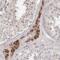 Anoctamin 10 antibody, FNab00441, FineTest, Immunohistochemistry frozen image 