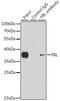 Fibrillarin antibody, 13-996, ProSci, Immunoprecipitation image 