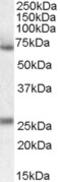 Serpin Family F Member 2 antibody, MBS420086, MyBioSource, Western Blot image 