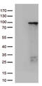 Zinc Finger Protein 226 antibody, LS-C793116, Lifespan Biosciences, Western Blot image 