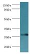 IAP-like protein 2 antibody, LS-C378745, Lifespan Biosciences, Western Blot image 