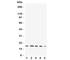 Ubiquitin D antibody, R31346, NSJ Bioreagents, Western Blot image 