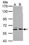 Cdc42 Guanine Nucleotide Exchange Factor 9 antibody, GTX110357, GeneTex, Western Blot image 