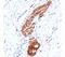 Neural Cell Adhesion Molecule 1 antibody, orb248478, Biorbyt, Immunohistochemistry paraffin image 