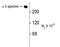 Spectrin Alpha, Non-Erythrocytic 1 antibody, MA5-18118, Invitrogen Antibodies, Western Blot image 