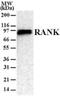 TNF Receptor Superfamily Member 11a antibody, NB100-56508, Novus Biologicals, Western Blot image 