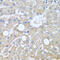 Tubulin Gamma Complex Associated Protein 3 antibody, 19-362, ProSci, Immunohistochemistry frozen image 