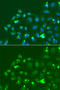 Activating Transcription Factor 3 antibody, STJ22703, St John