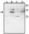 Visual System Homeobox 2 antibody, ab16141, Abcam, Western Blot image 